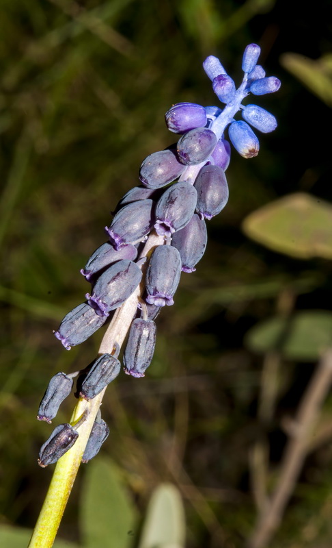 Muscari atlanticum.05