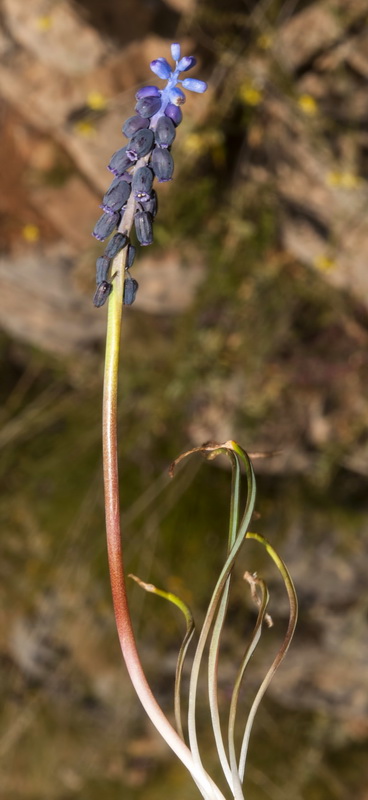 Muscari atlanticum.07
