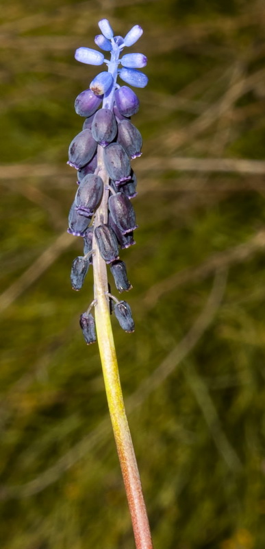 Muscari atlanticum.08