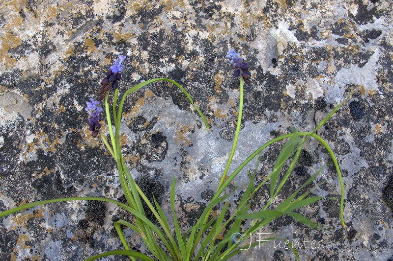 Muscari atlanticum.11