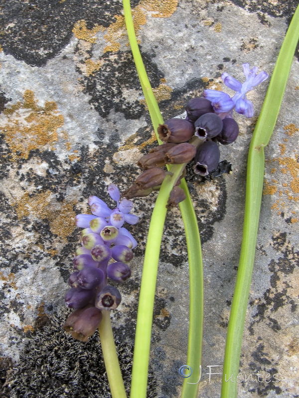 Muscari atlanticum.12