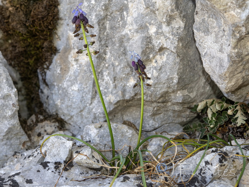 Muscari atlanticum.13