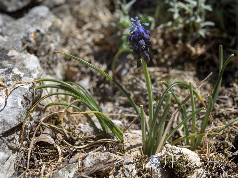 Muscari atlanticum.14