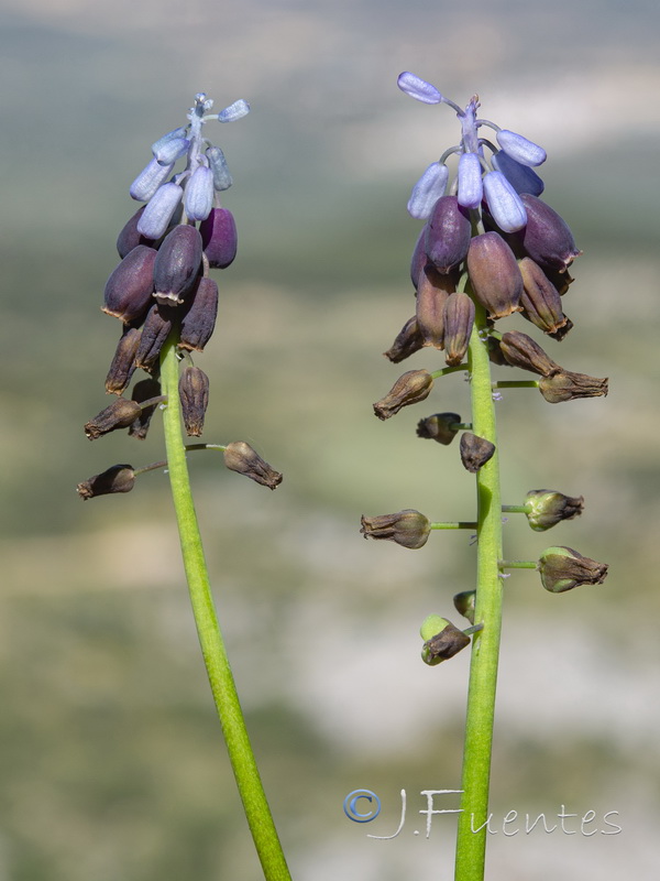 Muscari atlanticum.15