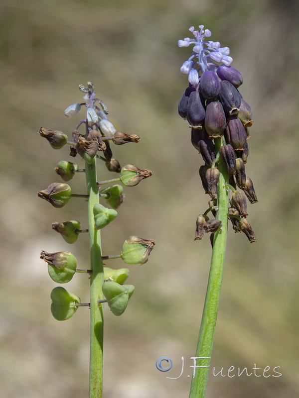 Muscari atlanticum.16