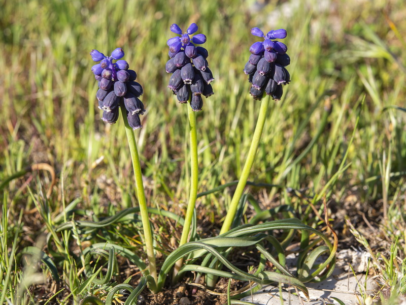 Muscari baeticum.03