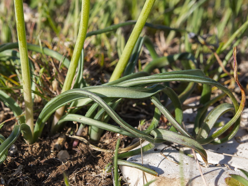 Muscari baeticum.05