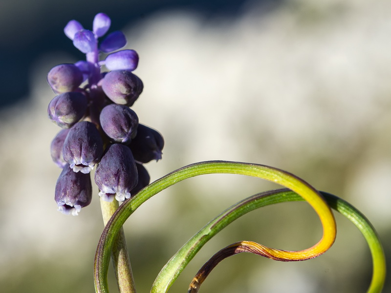 Muscari baeticum.09