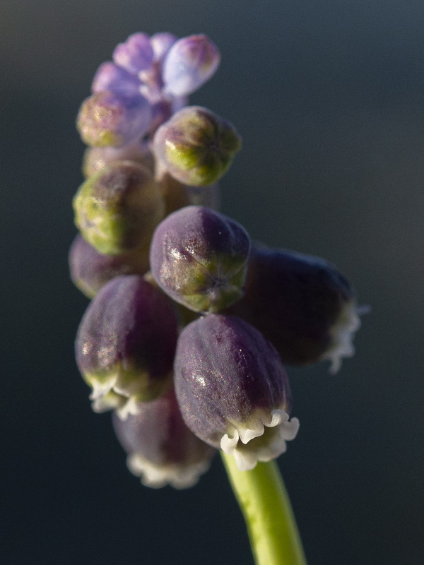 Muscari baeticum.14
