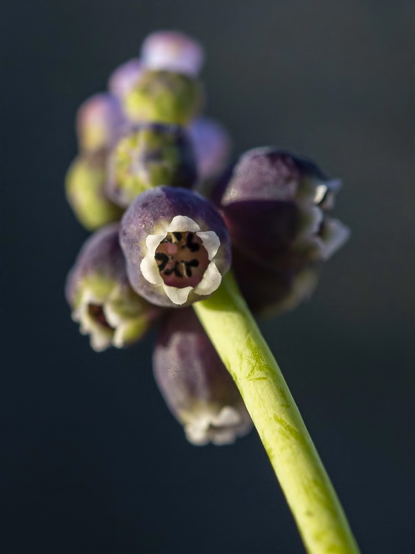 Muscari baeticum.15