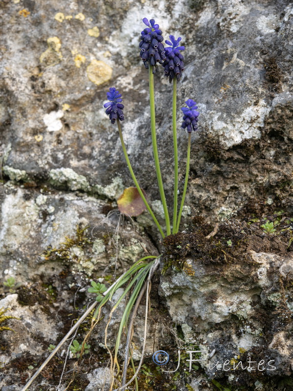 Muscari baeticum.16
