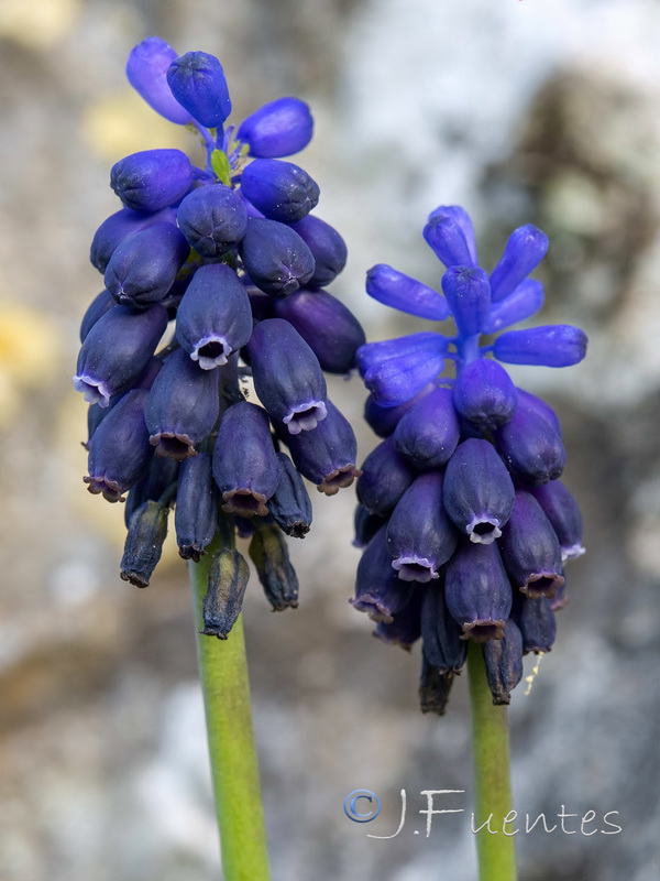 Muscari baeticum.19