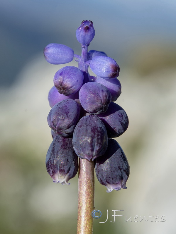 Muscari baeticum.20