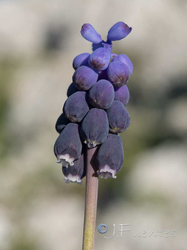 Muscari baeticum.21