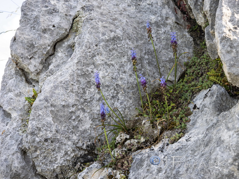 Muscari cazorlanum.01