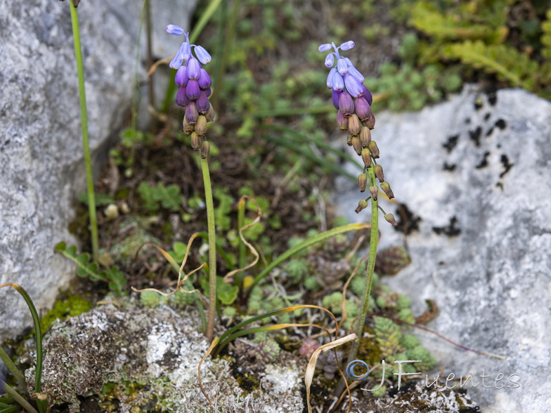 Muscari cazorlanum.05