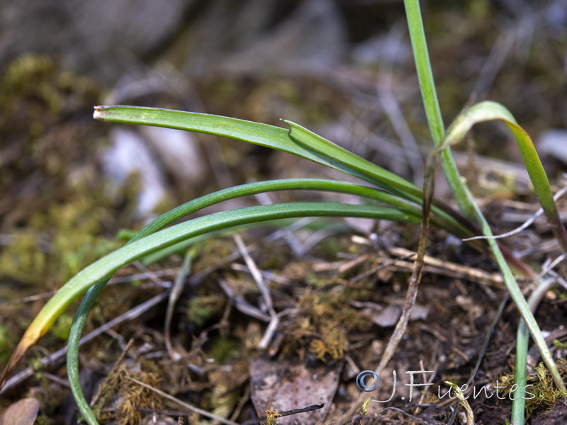 Muscari cazorlanum.07