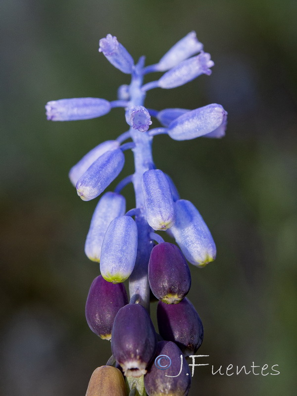 Muscari cazorlanum.09
