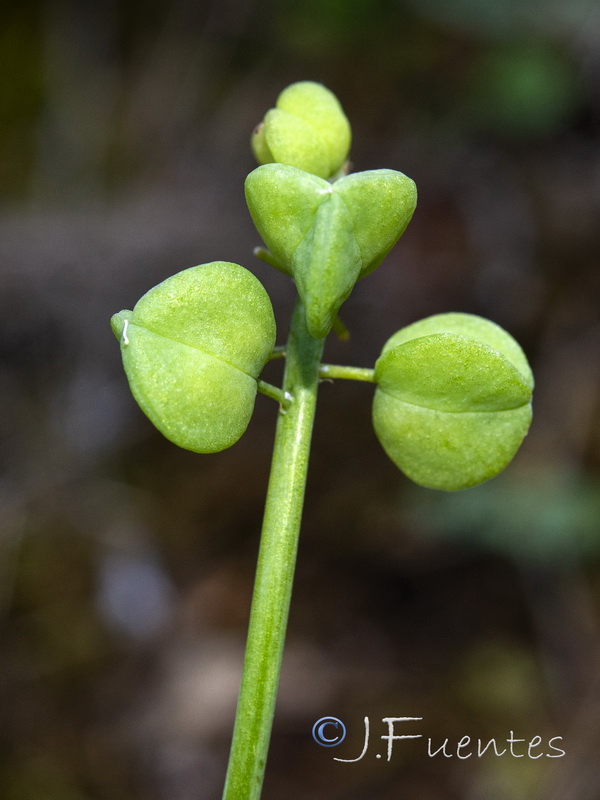 Muscari cazorlanum.11