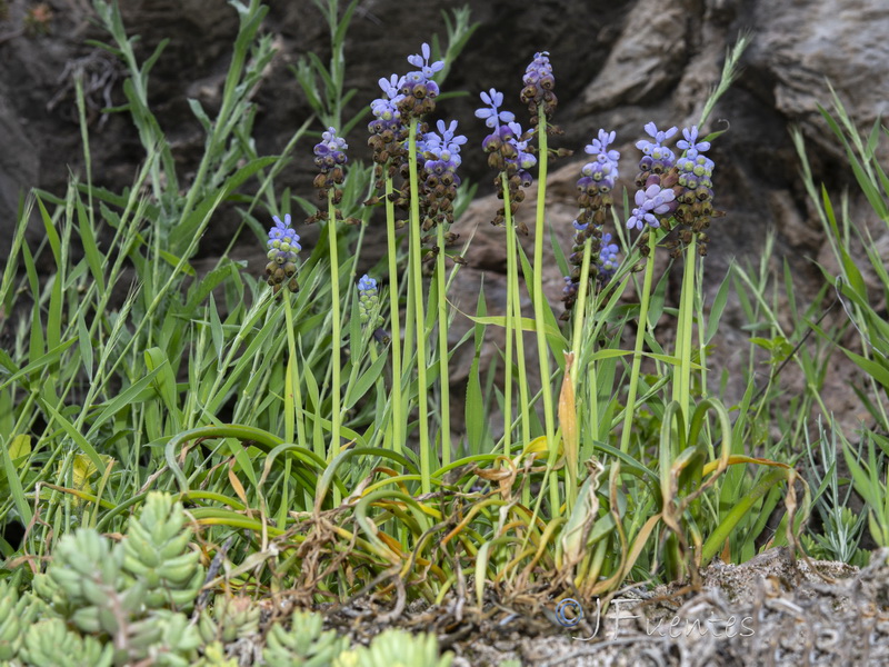 Muscari cazorlanum.14