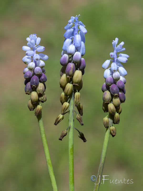Muscari cazorlanum.15