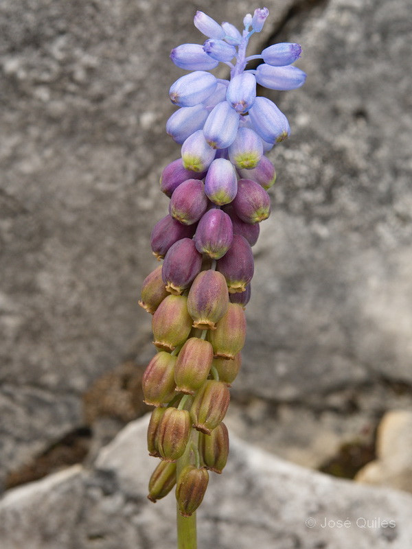 Muscari cazorlanum1