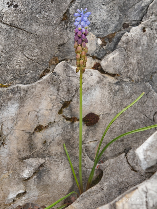 Muscari cazorlanum2