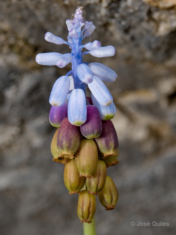 Muscari cazorlanum3