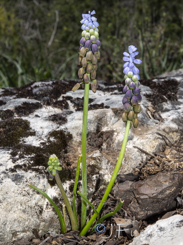 Muscari cazorlanum.03