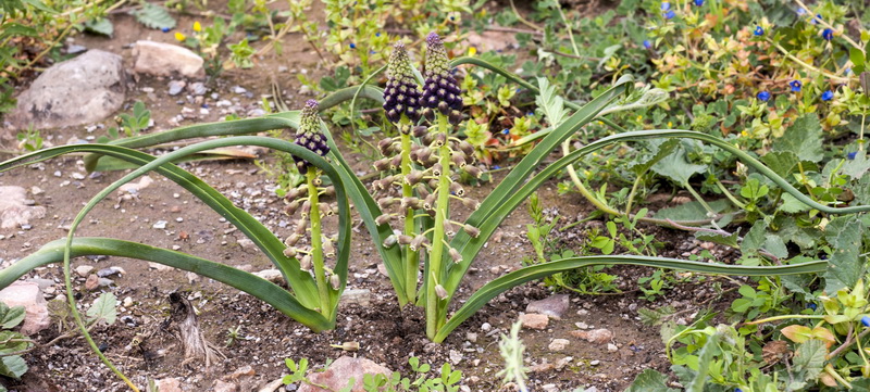 Muscari comosum.01