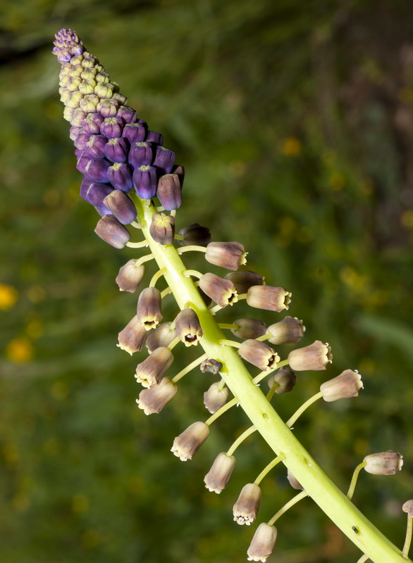 Muscari comosum.03