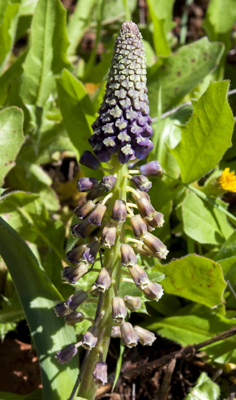 Muscari comosum.05