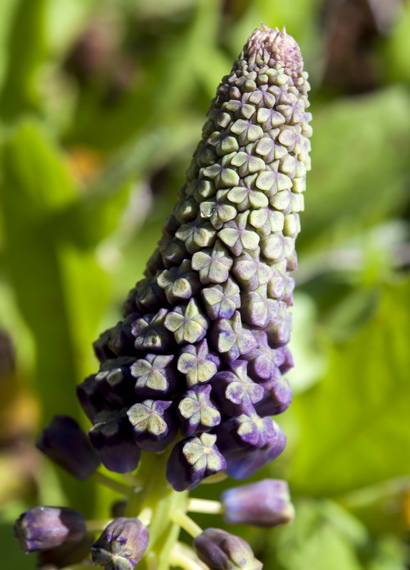 Muscari comosum.06