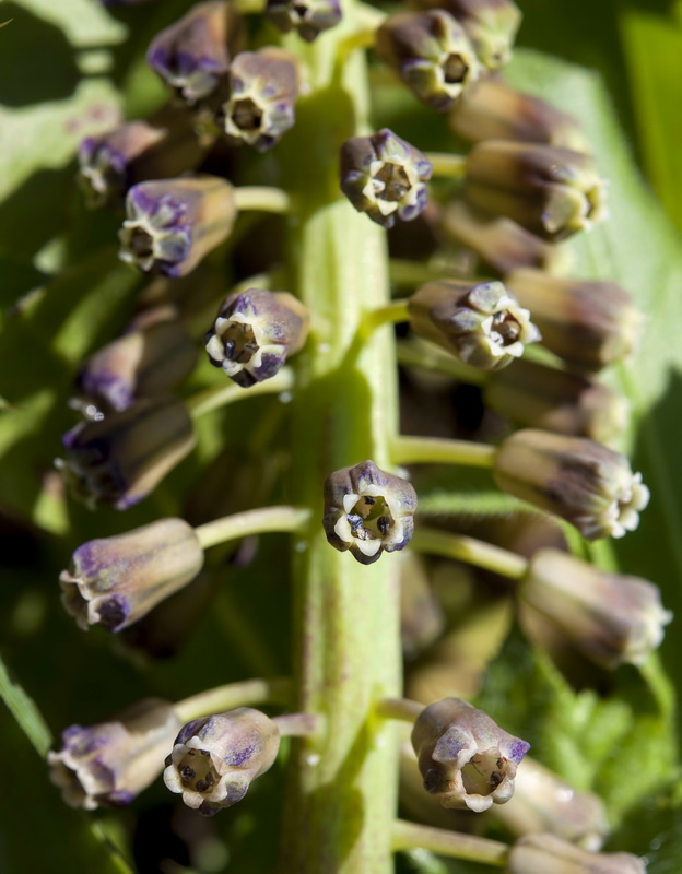 Muscari comosum.07