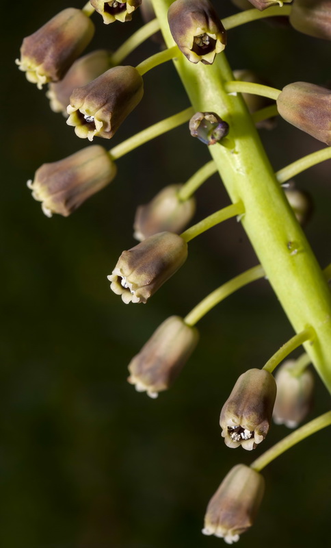 Muscari comosum.09