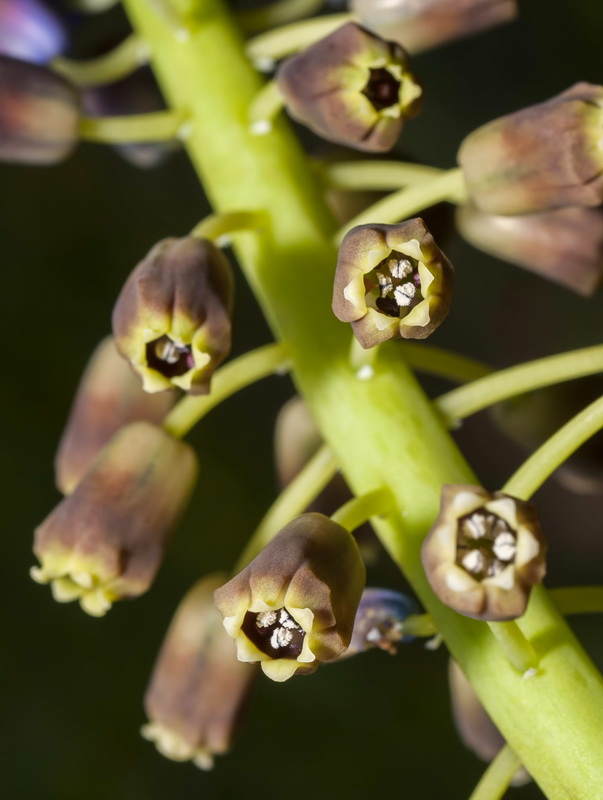 Muscari comosum.10