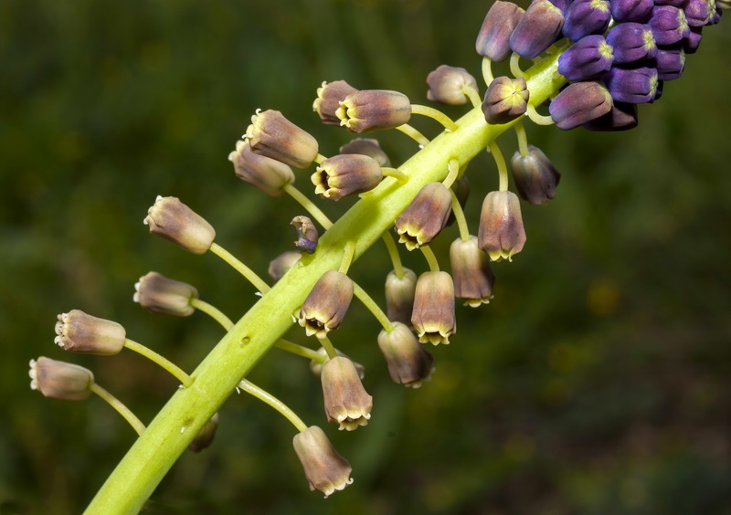 Muscari comosum.11