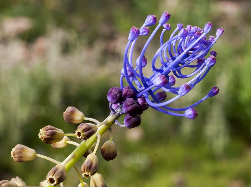 Muscari comosum.12