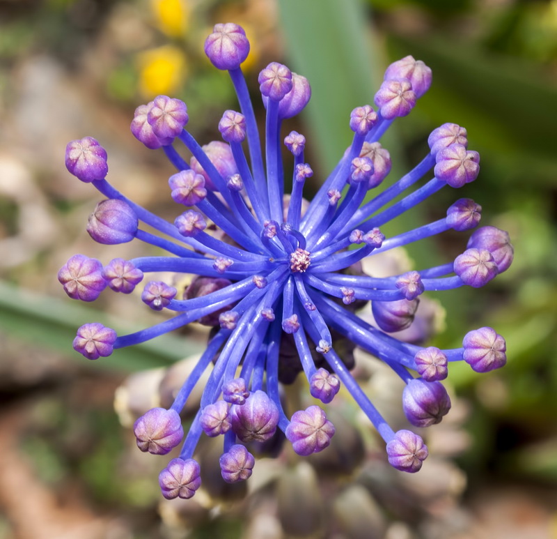 Muscari comosum.14