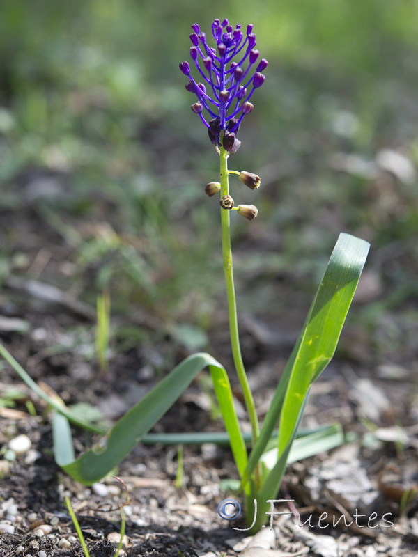 Muscari comosum.17