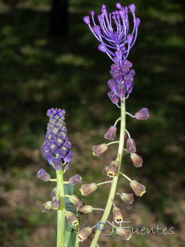 Muscari comosum.18