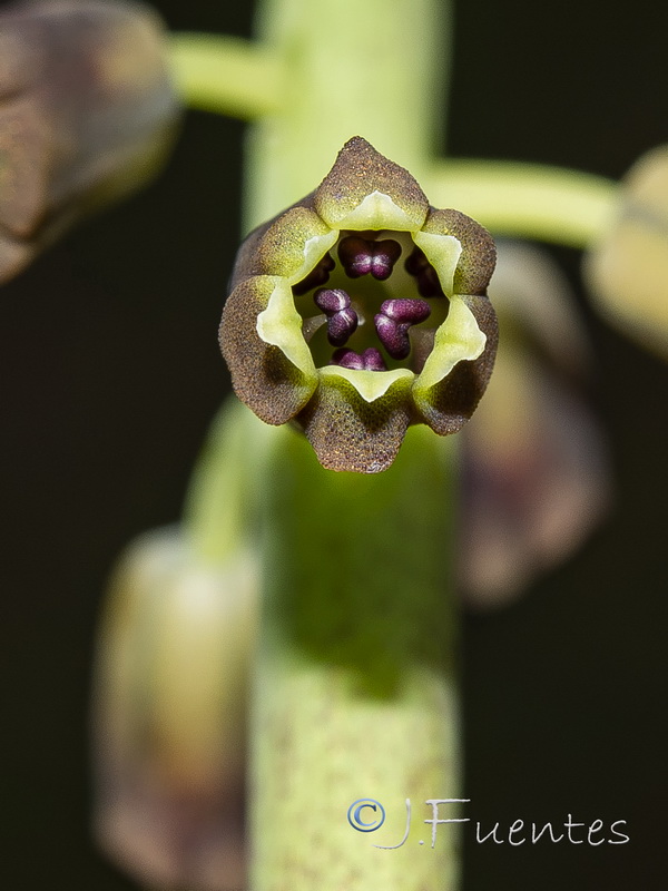 Muscari comosum.20