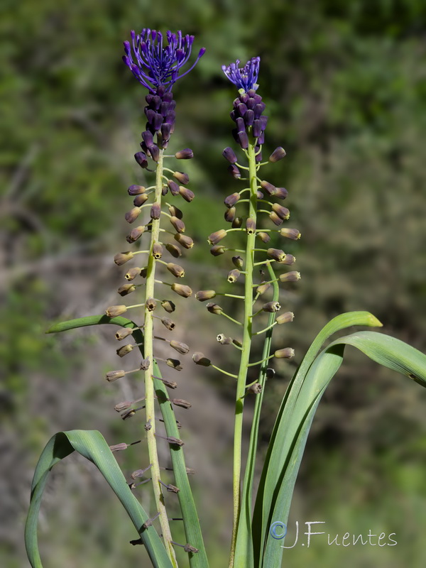 Muscari comosum.22