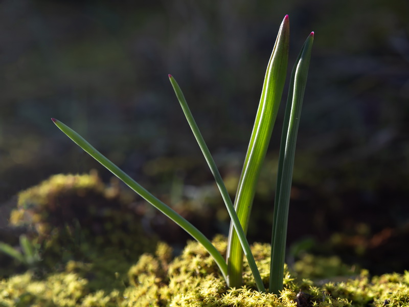 Muscari comosum.26