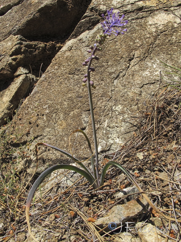 Muscari matritensis.01