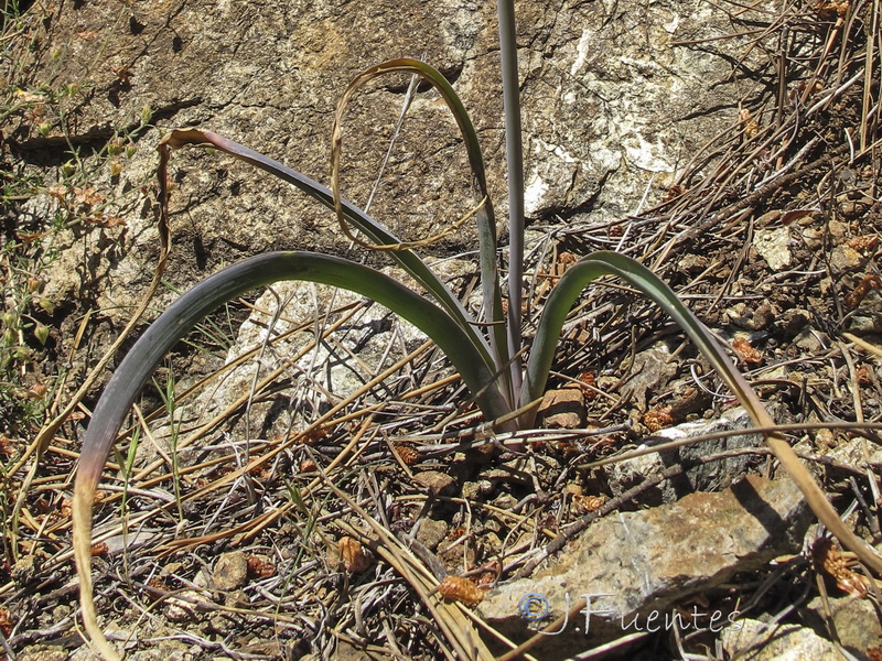 Muscari matritensis.02