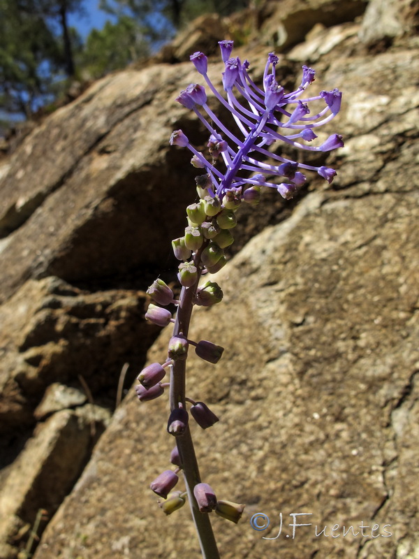 Muscari matritensis.03