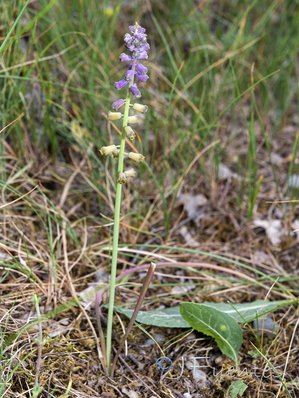 Muscari matritensis.04