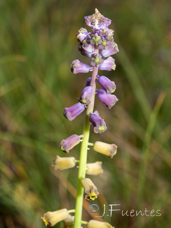 Muscari matritensis.05