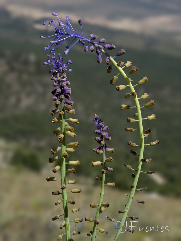 Muscari matritensis.06